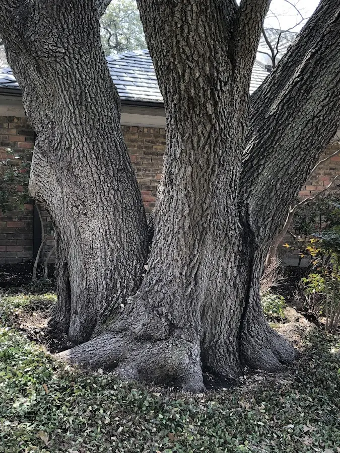 Mature heritage tree close to a Walden property cared for by certified arborists